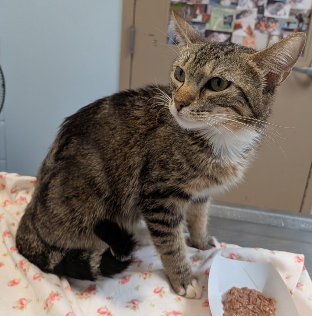 Shelter Stray Female Cat last seen Wheatstone Street, San Diego, CA, 92111, 5500 Gaines St, San Diego, CA 92110, USA