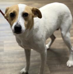 Shelter Stray Female Dog last seen Near Beyer, Chula Vista, CA, 91911, 5500 Gaines St, San Diego, CA 92110, USA