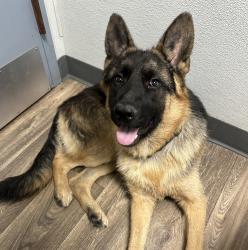 Shelter Stray Male Dog last seen Commercial Street, San Diego, CA, 92101, 5500 Gaines St, San Diego, CA 92110, USA