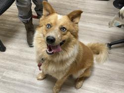 Shelter Stray Male Dog last seen Near Albright Street, Oceanside, CA, 92057, Oceanside, CA 92058, USA