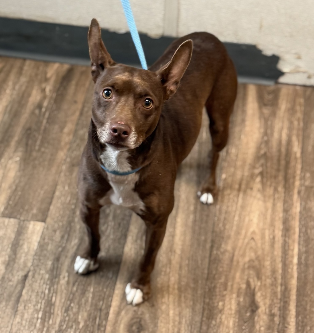 Shelter Stray Male Dog last seen Near Sampson Street, San Diego, CA, 92113, 5500 Gaines St, San Diego, CA 92110, USA