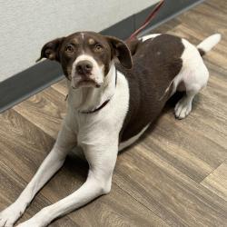 Shelter Stray Male Dog last seen Not Provided., San Diego, CA, 92113, 5500 Gaines St, San Diego, CA 92110, USA