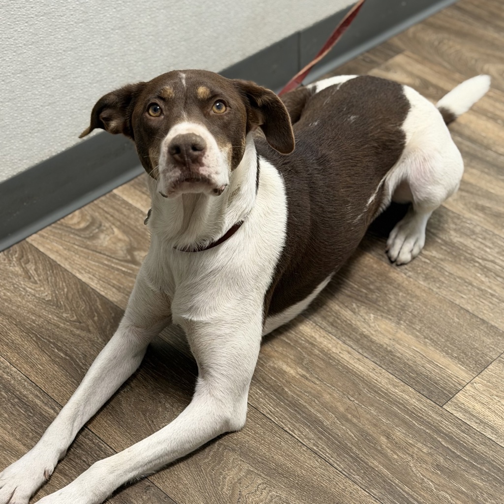 Shelter Stray Male Dog last seen Not Provided., San Diego, CA, 92113, 5500 Gaines St, San Diego, CA 92110, USA