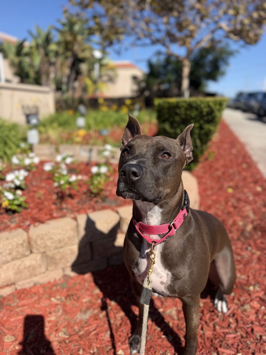Shelter Stray Male Dog last seen Near Promesa Drive, San Diego, CA, 92124, 5500 Gaines St, San Diego, CA 92110, USA