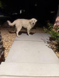 Found/Stray Unknown Dog last seen Mesa Linda, Victorville, CA 92392