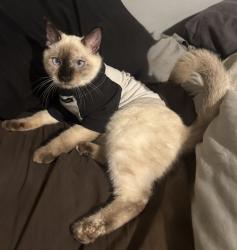 Reunited Female Cat last seen Hickory hammock Baptist church, Milton, FL 32583