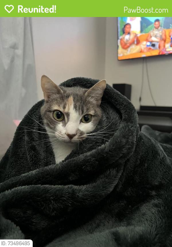 Reunited Female Cat last seen Near E Via Verde St, Covina, CA 91724