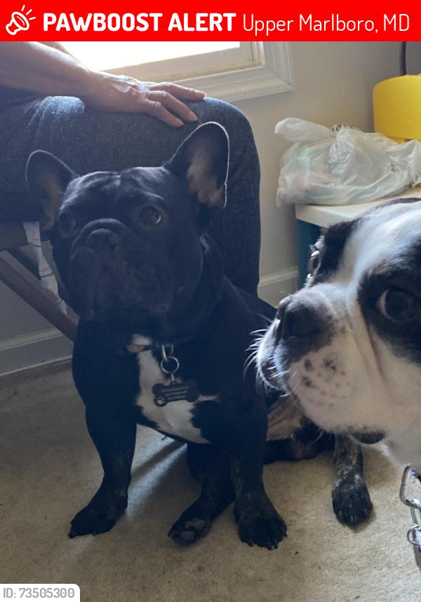 Lost Male Dog last seen Twinknoll st, bending Brook way, Upper Marlboro, MD 20772