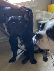Lost Male Dog last seen Twinknoll st, bending Brook way, Upper Marlboro, MD 20772