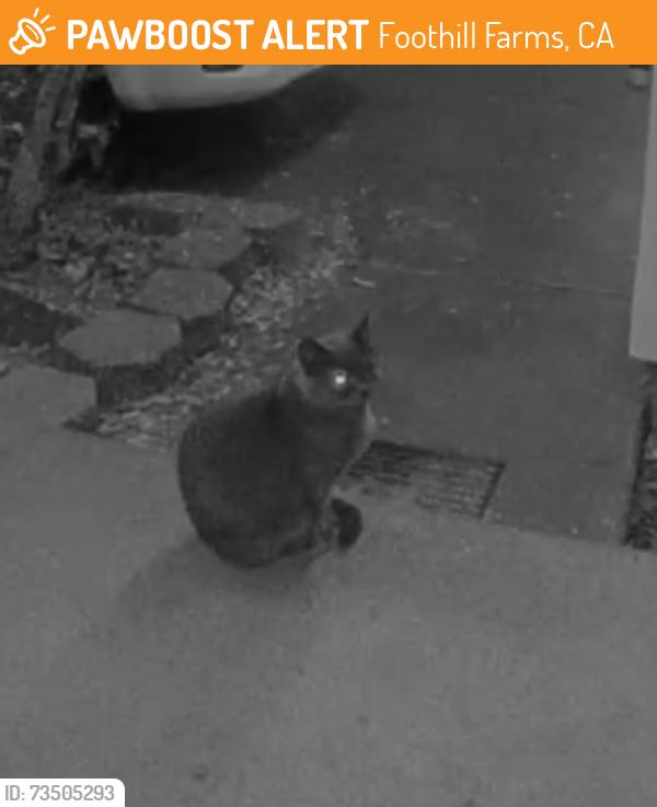 Found/Stray Unknown Cat last seen Silverthorne Cir and Crater Way, Foothill Farms, CA 95842