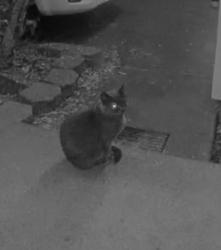 Found/Stray Unknown Cat last seen Silverthorne Cir and Crater Way, Foothill Farms, CA 95842