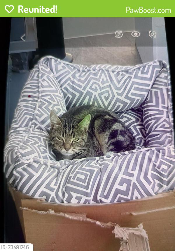 Reunited Female Cat last seen Mulgrave road, Clem Attlee Court, England 