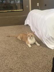 Lost Male Cat last seen Near S Mohawk St Las Vegas, NV 89139 United States, Las Vegas, NV 89139