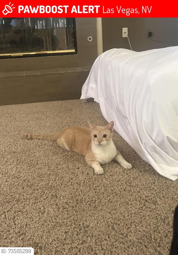 Lost Male Cat last seen Near S Mohawk St Las Vegas, NV 89139 United States, Las Vegas, NV 89139