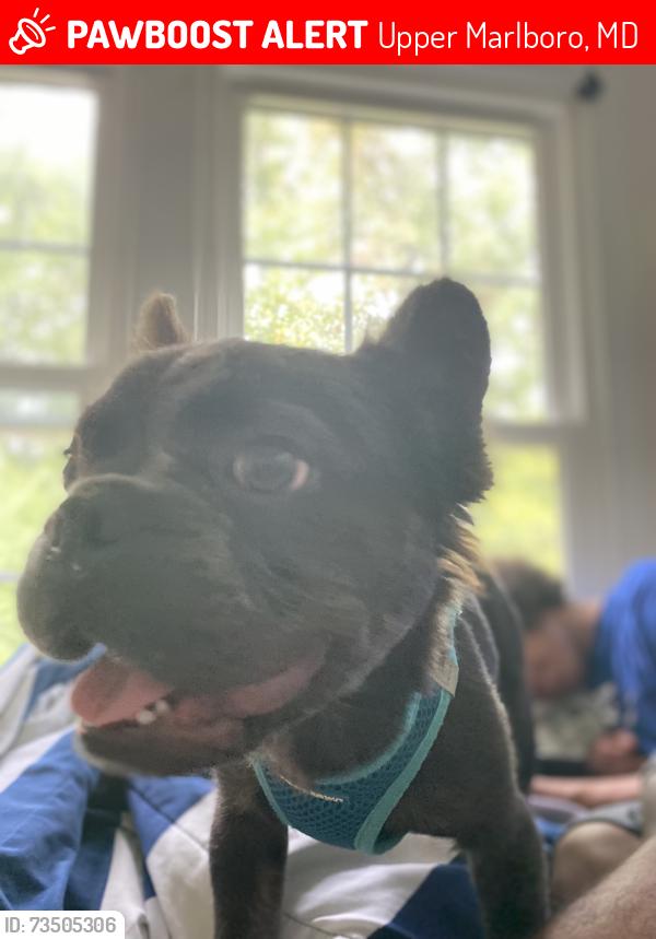 Lost Male Dog last seen Twinknoll st, Bending Brookway, Upper Marlboro, MD 20772