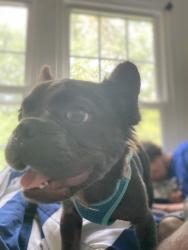 Lost Male Dog last seen Twinknoll st, Bending Brookway, Upper Marlboro, MD 20772