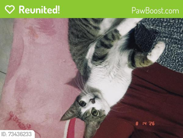Reunited Female Cat last seen Rua Afonso Moacir Cerioli 112, Mário Quintana, RS 91250-093
