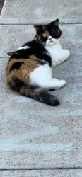 Lost Female Cat last seen Dahlia Av. betwen 16th & 17th St., Imperial Beach, CA 91932