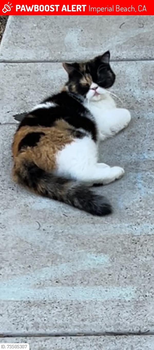 Lost Female Cat last seen Dahlia Av. betwen 16th & 17th St., Imperial Beach, CA 91932