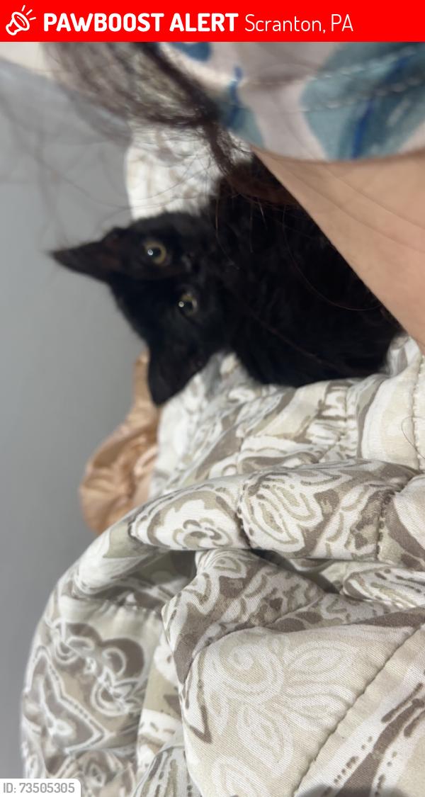 Lost Female Cat last seen Near farr st, Scranton, PA 18504