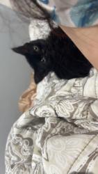 Lost Female Cat last seen Near farr st, Scranton, PA 18504