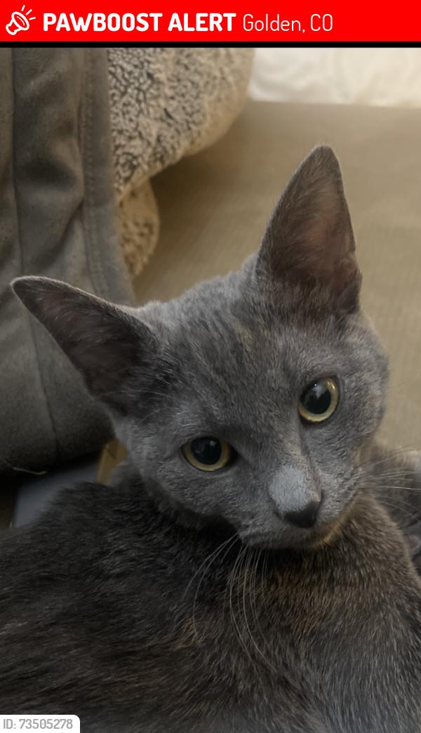 Lost Female Cat last seen My cat was lost in the trailer park right next to Colfax and Rooney rd. The Jefferson county court hse is very close., Golden, CO 80401