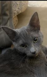 Lost Female Cat last seen My cat was lost in the trailer park right next to Colfax and Rooney rd. The Jefferson county court hse is very close., Golden, CO 80401