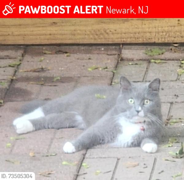 Lost Male Cat last seen Sanford and Poe Avenue, Newark, NJ 07106