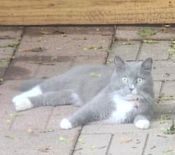Lost Male Cat last seen Sanford and Poe Avenue, Newark, NJ 07106
