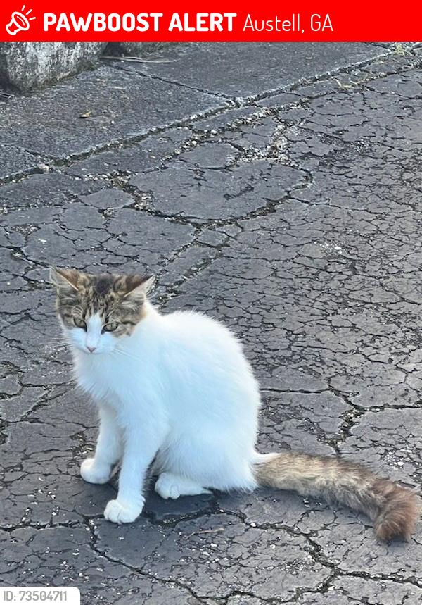 Lost Female Cat last seen Near Medical Park Drive, Austell, GA 30106
