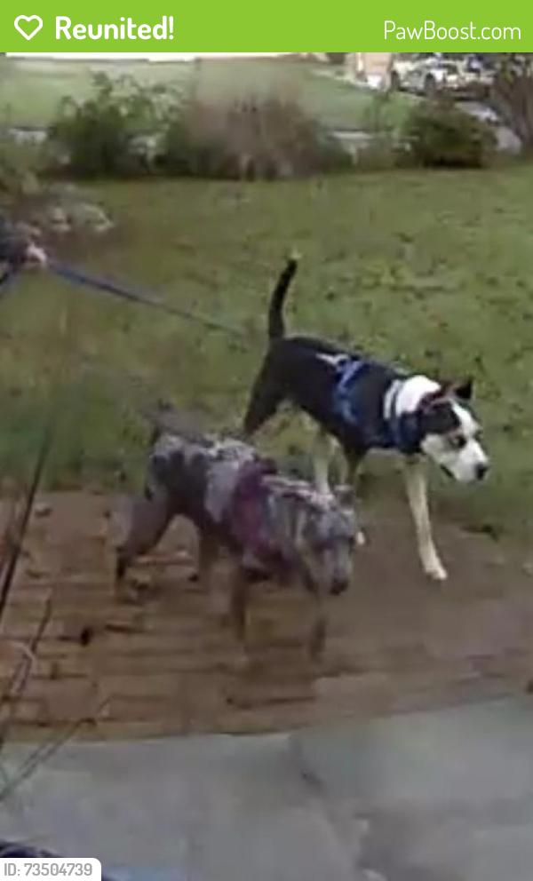 Reunited Female Dog last seen Thorburn, Edison, Trumbull, CT 06611