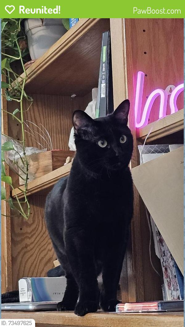 Reunited Female Cat last seen Black Kite & Aviary Woods (near Elk Grove Florin), Elk Grove, CA 95624