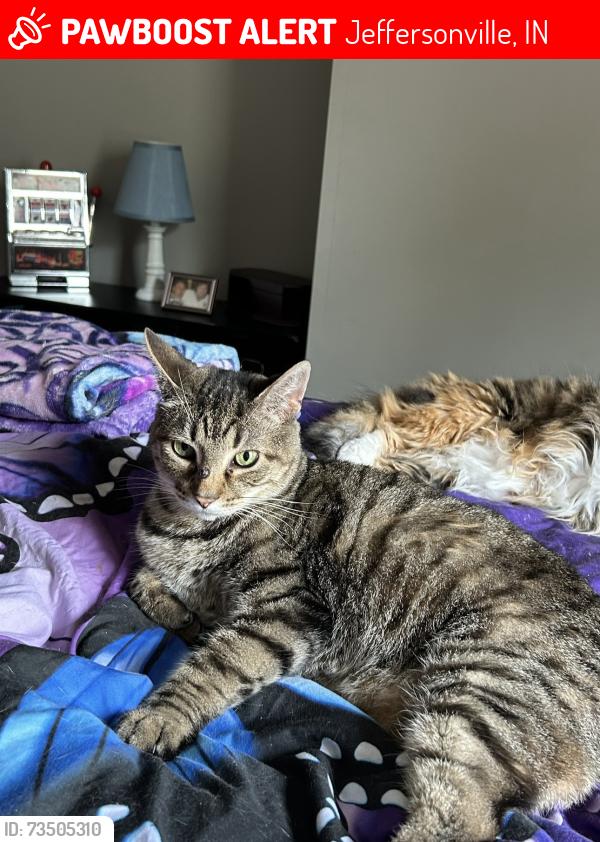 Lost Male Cat last seen 10th Street & Rhonda Drive, right behind Hubers Auto Sales, Jeffersonville, IN 47130