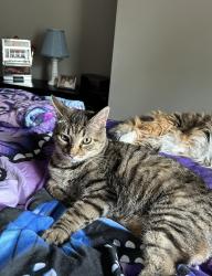 Lost Male Cat last seen 10th Street & Rhonda Drive, right behind Hubers Auto Sales, Jeffersonville, IN 47130