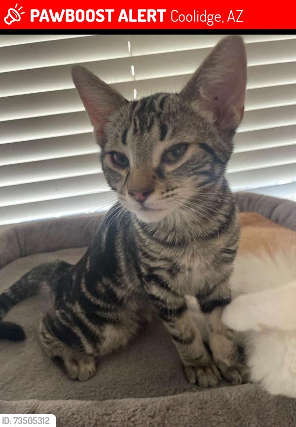 Lost Male Cat last seen Coolidge az, Coolidge, AZ 85228