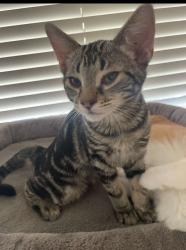 Lost Male Cat last seen Coolidge az, Coolidge, AZ 85228