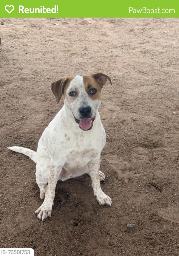 Reunited Male Dog last seen E Weldon Ave, Phoenix, AZ 85018, USA, Phoenix, AZ 85018