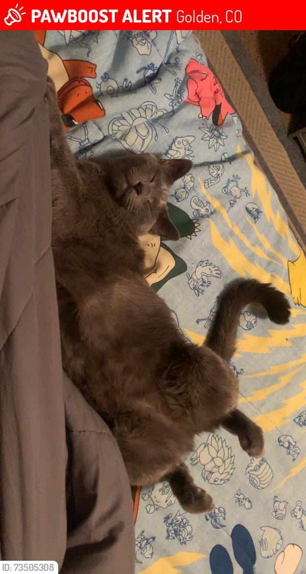 Lost Female Cat last seen She was lost in the trailer park right next to Colfax and Rooney rd., Golden, CO 80403