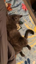 Lost Female Cat last seen She was lost in the trailer park right next to Colfax and Rooney rd., Golden, CO 80403