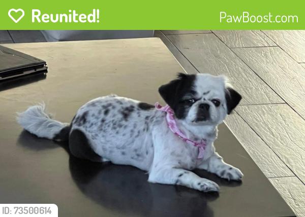Reunited Female Dog last seen 215th street, Pioneer Blvd., Lakewood, CA 90716