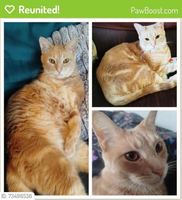 Reunited Male Cat last seen Heron Foods, Miller Road, Ribbleton, England 