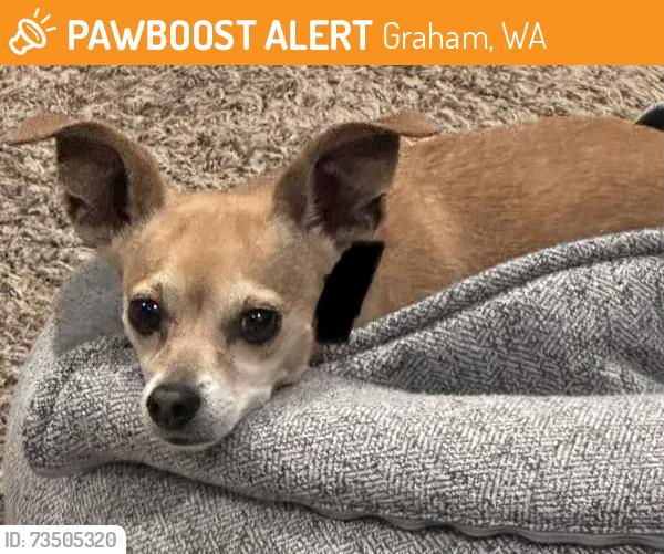 Found/Stray Female Dog last seen 95th and 204th, Graham, WA 98338