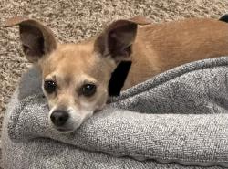 Found/Stray Female Dog last seen 95th and 204th, Graham, WA 98338