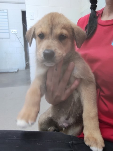 Shelter Stray Male Dog last seen OAK ST & S K ST, SAN BERNARDINO, CA, 92410, USA, 333 Chandler Pl, San Bernardino, CA 92408, USA