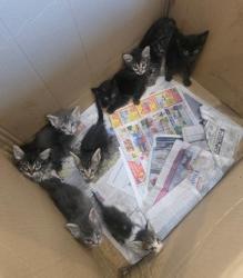 Shelter Stray Male Cat last seen APPOMATTOX/WADSWORTH, 92620, 6443 Oak Canyon, Irvine, CA 92618, USA