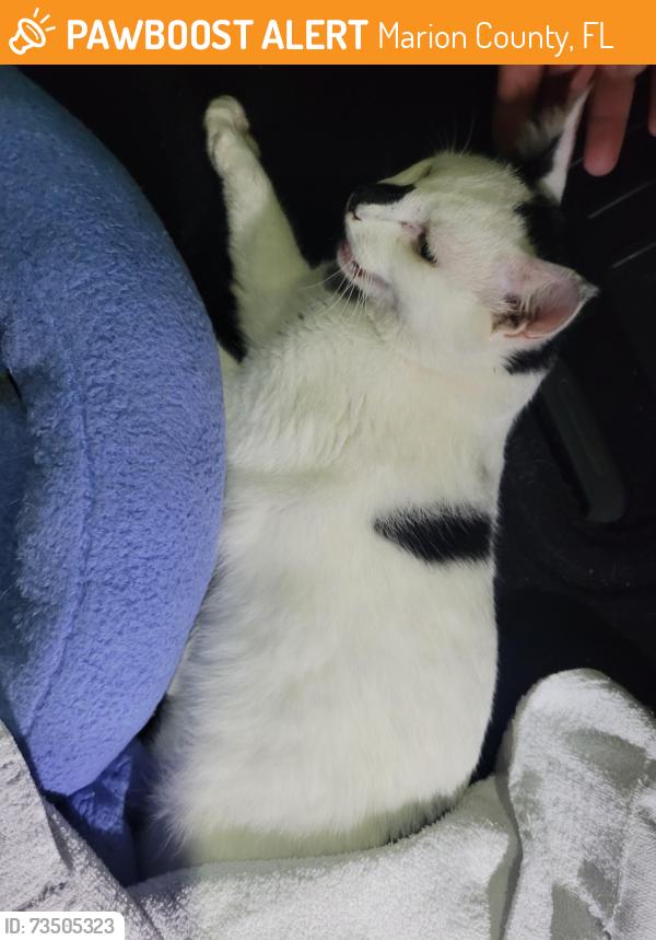 Found/Stray Unknown Cat last seen SE 121 St & 92nd Loop Ocala, Marion County, FL 34420