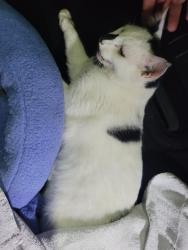 Found/Stray Unknown Cat last seen SE 121 St & 92nd Loop Ocala, Marion County, FL 34420