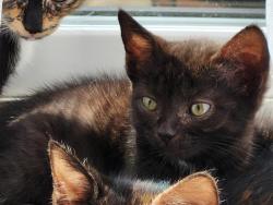 Shelter Stray Female Cat last seen CHARLOTTE, 8315 Byrum Dr, Charlotte, NC 28217, USA