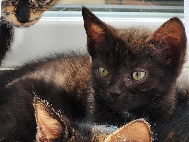Shelter Stray Female Cat last seen CHARLOTTE, 8315 Byrum Dr, Charlotte, NC 28217, USA