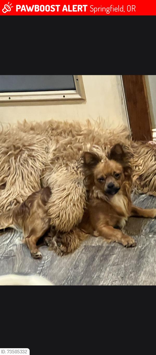 Lost Male Dog last seen Marcola road, Springfield, OR 97477